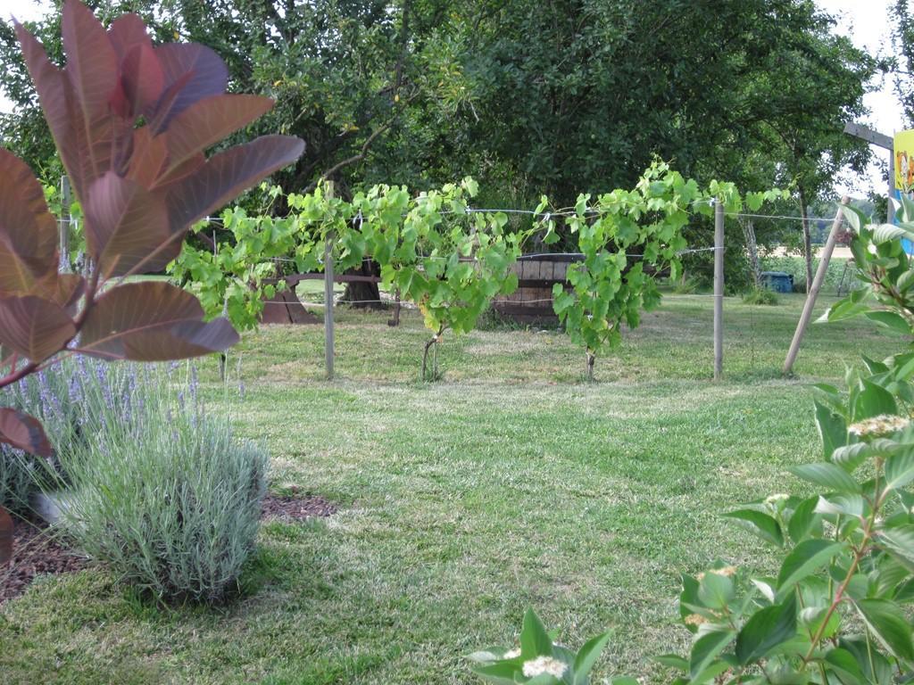 Les Gites Du Veau D'Or Ozillac Exterior photo